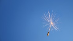 Dandelion seed